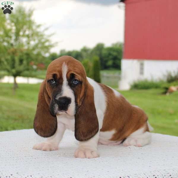Molly, Basset Hound Puppy